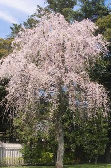 一本の桜の木 一本の桜の木 公園,桜,緑の写真素材