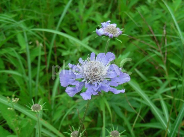 マツムシソウの花 マツムシソウ,スカビオサ,水色の花の写真素材