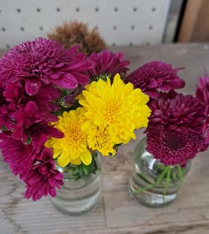 菊の花瓶挿し 菊,花瓶,綺麗の写真素材