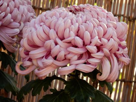 【風景写真】福山菊花展覧会の風景 キク,菊,菊花展の写真素材