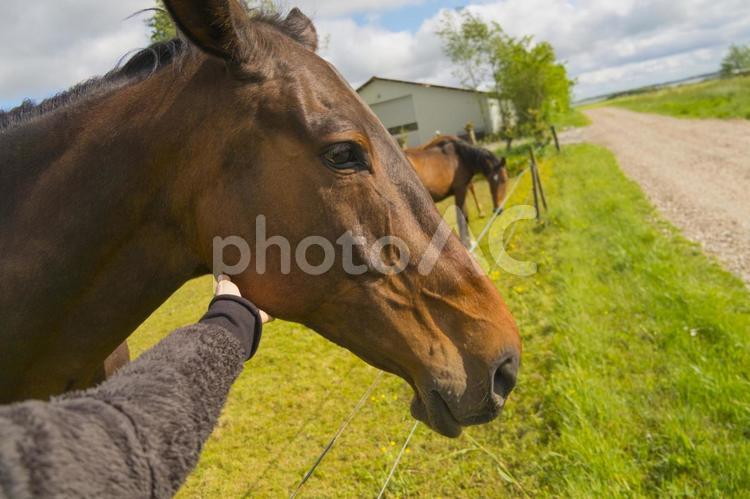 デンマークの大きな馬 馬,牧場,家畜の写真素材
