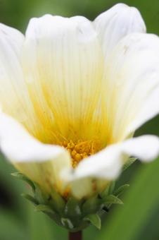 花 花の写真