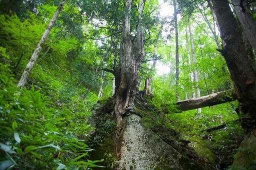 秋色の安曇野 樽沢の岩の上の大杉 秋色の安曇野 樽沢の岩の上の大杉 信州,安曇野,安曇野市の写真素材
