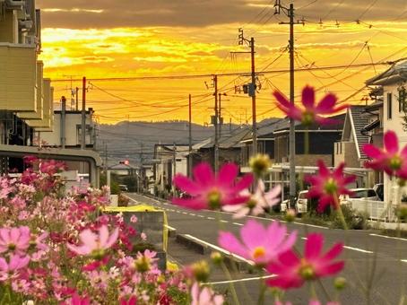 朝焼けとコスモス 朝焼け,朝日,オレンジの写真素材