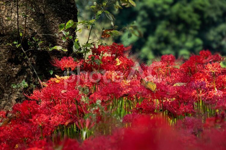 彼岸花_005 彼岸花,ヒガンバナ,曼珠沙華の写真素材