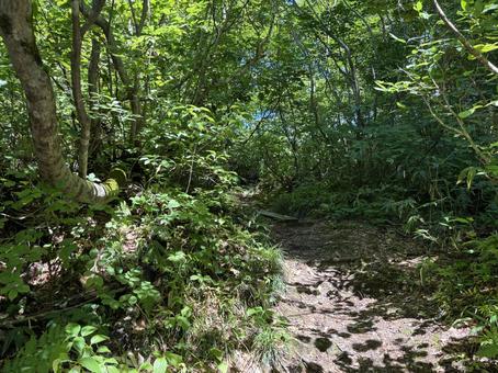 夏の鎌池 長野県小谷村 夏の鎌池 長野県小谷村 鎌池,夏,長野県の写真素材