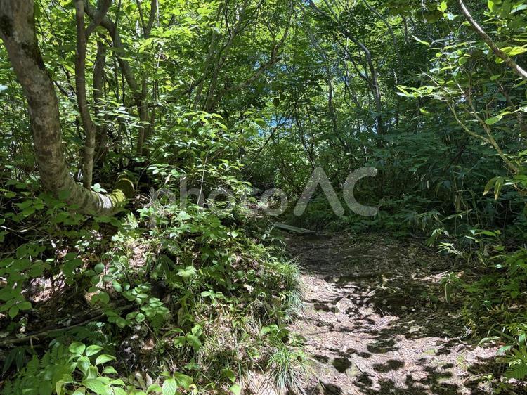 夏の鎌池　長野県小谷村 鎌池,夏,長野県の写真素材