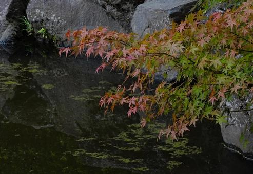 紅葉まじかなもみじ 紅葉,秋,植物の写真素材