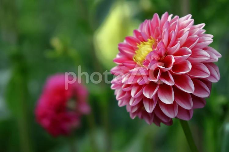 色鮮やかな大輪 ダリア,花,キク科の植物の写真素材