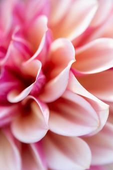 優美に重なるピンクのダリアの花びら 優美に重なるピンクのダリアの花びらの写真