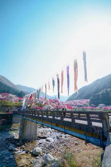 花桃と鯉のぼり 花桃と鯉のぼり 花桃の里,鯉のぼり,花桃の写真素材