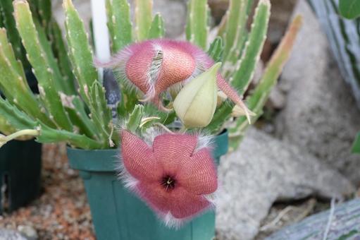 スタペリア 王犀角の花とつぼみ スタペリア 王犀角の花とつぼみ スタペリア,王犀角,オウサイカクの写真素材