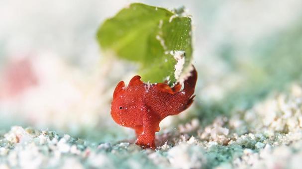 オオモンカエルアンコウ　幼魚 オオモンカエルアンコウ,石垣島,ダイビングの写真素材