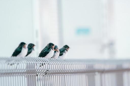お母さん帰ってくるの遅いね お母さん帰ってくるの遅いね ツバメ,鳥,野鳥の写真素材