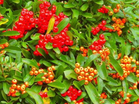 ピラカンサ2 ピラカンサ,タチバナモドキ,黄色の写真素材