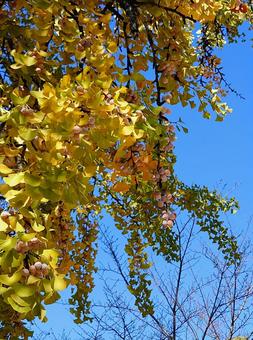 銀杏 銀杏,ぎんなん,イチョウの写真素材