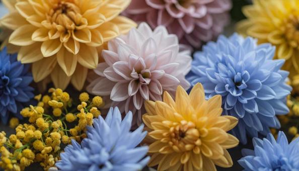 9月誕生花ダリア リンドウ キンモクセイ 9月誕生花ダリア リンドウ キンモクセイの写真