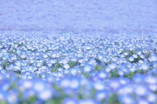Nemophila in full bloom in spring, JPG