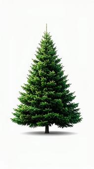 クリスマス・モミの木 クリスマス・モミの木の写真