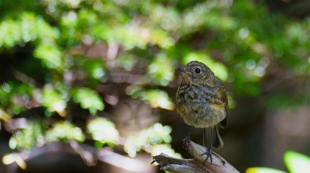ルリビタキの幼鳥の写真