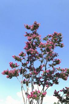 サルスベリの木花 サルスベリの木花の写真