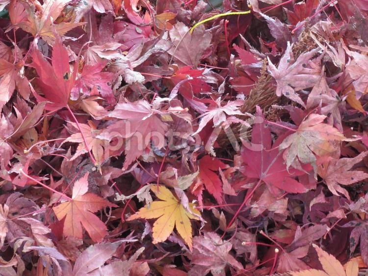 カエデのじゅうたん　4 紅葉,もみじ,カエデの写真素材
