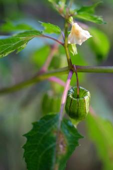 ヒロハフウリンホオズキの写真