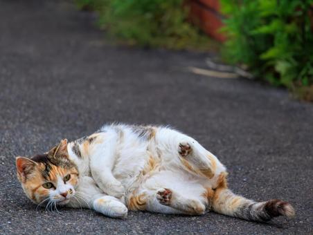 ゴロニャン大好きな三毛猫さんです。 猫,野良猫,地域猫の写真素材
