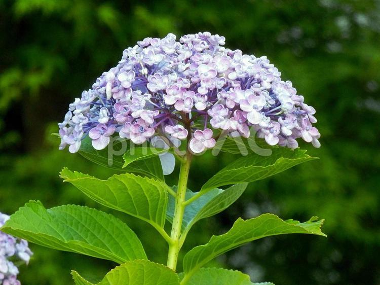 【花の写真】紫陽花の花 紫陽花,アジサイ,あじさいの写真素材