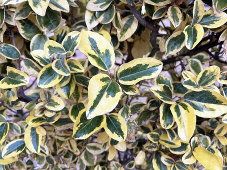 色鮮やかなナワシログミ テクスチャ,ナワシログミ,葉脈の写真素材