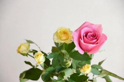 ピンクと黄色のばら ピンクと黄色のばらの写真