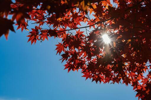 秋のコントラスト鮮やかな紅葉と青空 紅葉,モミジ,カエデの写真素材