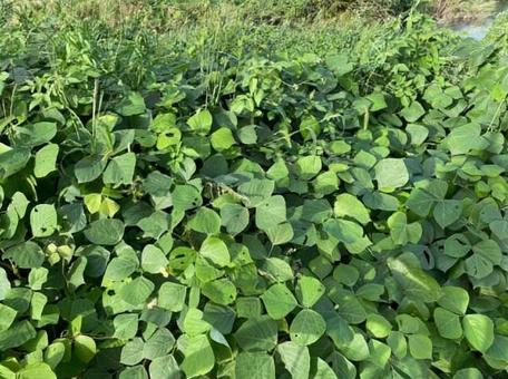 土手の緑の写真