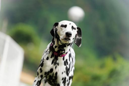 ドッグランのダルメシアン ドッグランのダルメシアン 犬,ダルメシアン,dogの写真素材