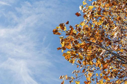 秋の公園 紅葉,カエデ,秋の写真素材