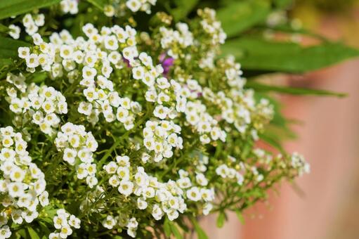 Photo, set, white, flower, 