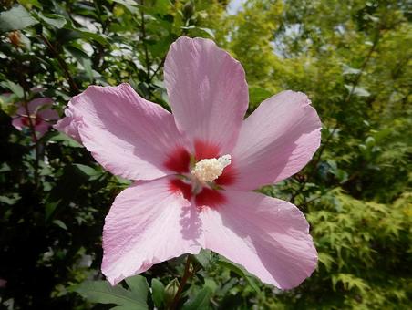 [Flower photo] Rose of Sharon, JPG