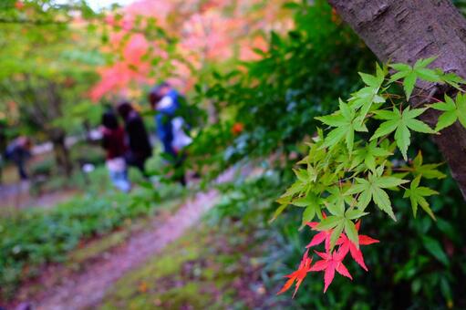 紅葉初め 紅葉初めの写真