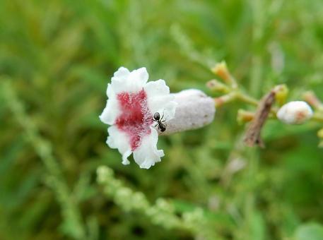 【花の写真】ヘクソカズラ(屁糞葛) 【花の写真】ヘクソカズラ(屁糞葛)の写真