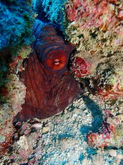 岩場から覗くタコ タコ,海,海の中の写真素材