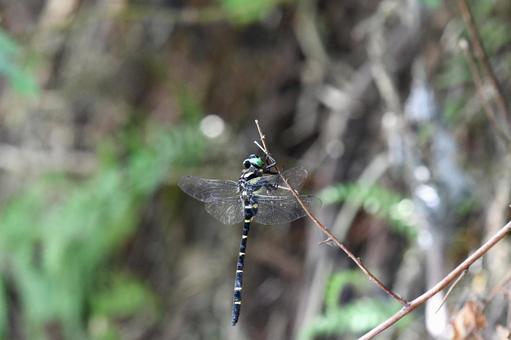 オニヤンマ、ひとやすみの写真