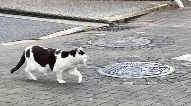 歩いている猫① 猫,ねこ,ネコの写真素材