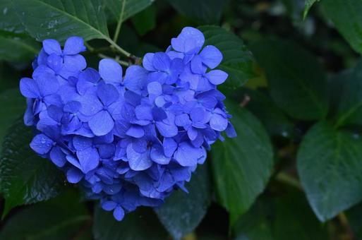 紫陽花 紫陽花の写真