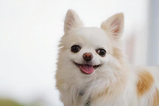 チワワのポートレート チワワのポートレート 犬,チワワ,可愛い犬の写真素材
