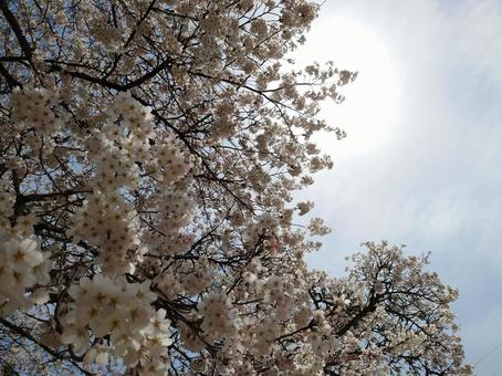 桜と空 桜と空の写真