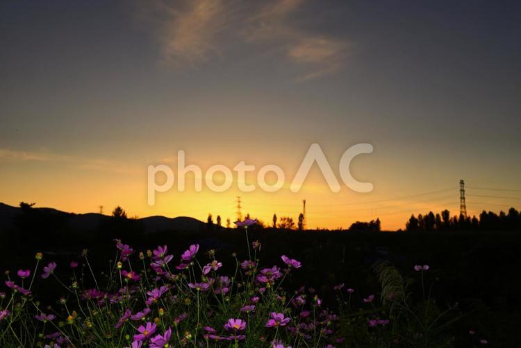 夕焼けのコスモス 秋,夕焼け,コスモスの写真素材