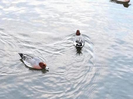 duck floating on water, JPG