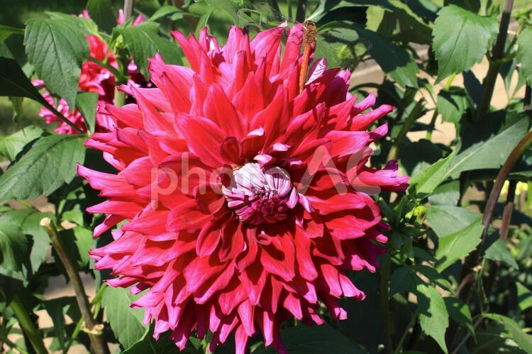 ピンクのダリア(山形県川西町) ダリア,ダリヤ,赤の写真素材