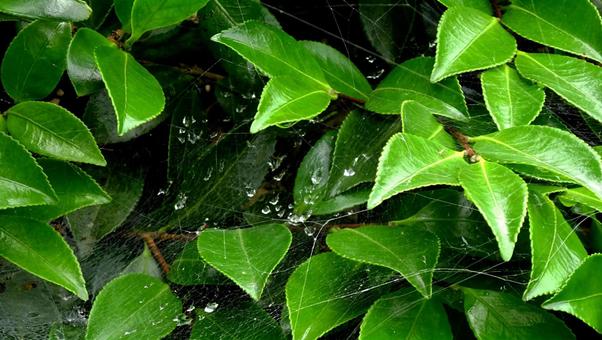雨上がりの葉と蜘蛛の巣 雨上がりの葉と蜘蛛の巣の写真
