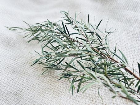 ティーツリー ティーツリー,メラレウカ,植物の写真素材